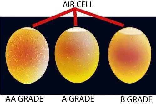 https://www.lancasterfarming.com/country-life/food-and-recipes/choosing-and-using-eggs-how-to-determine-fertilization-or-freshness/article_860a6299-3f6e-5faa-bfae-2c03fe8f8961.html