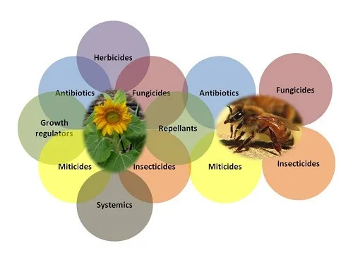 What's the Deal with the New Vaccine for Honeybees?
