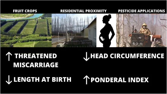 Do Pesticides Impact Fertility, Masculinity and Miscarriages?