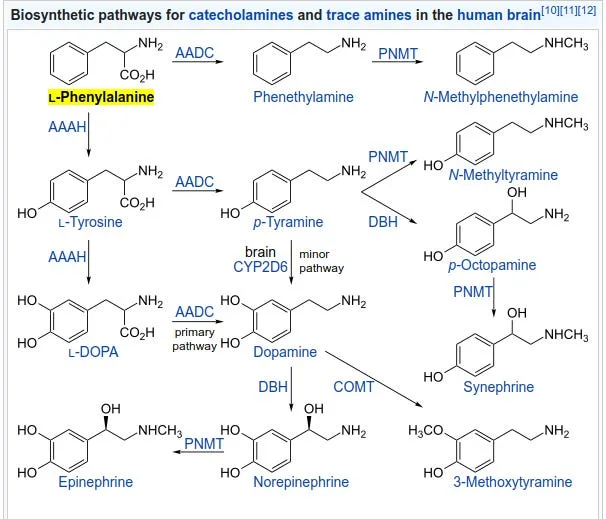 The Untold History and Toxicity of the Diet Sweetener