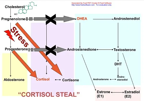 The Puzzle of Testosterone, Estrogens and Steroid Hormones Controlling Our Weight, Hair, Fertility and Health