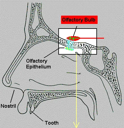 Why are Humans Losing Their Sense of Smell?