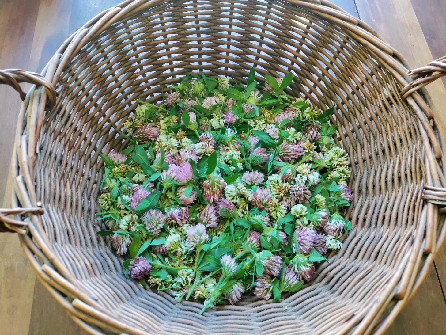 A medley of fresh picked wild red and white clovers