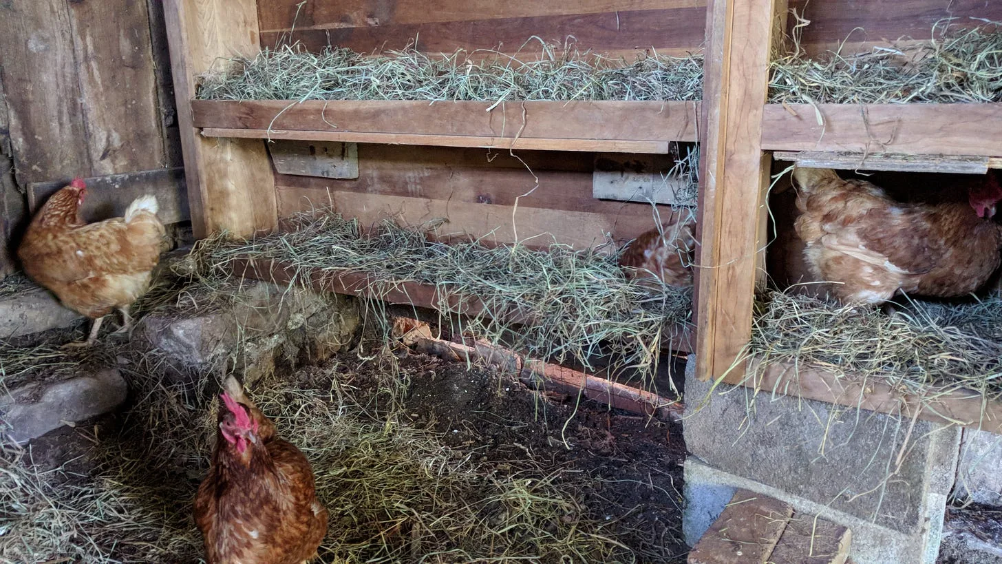 Gun Cabinet to Chicken Coop, Black Walnuts to Pies!