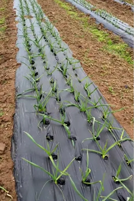 You Can Now Order Chemical-Free, Plastic-Free Garlic with Amazing Health Benefits