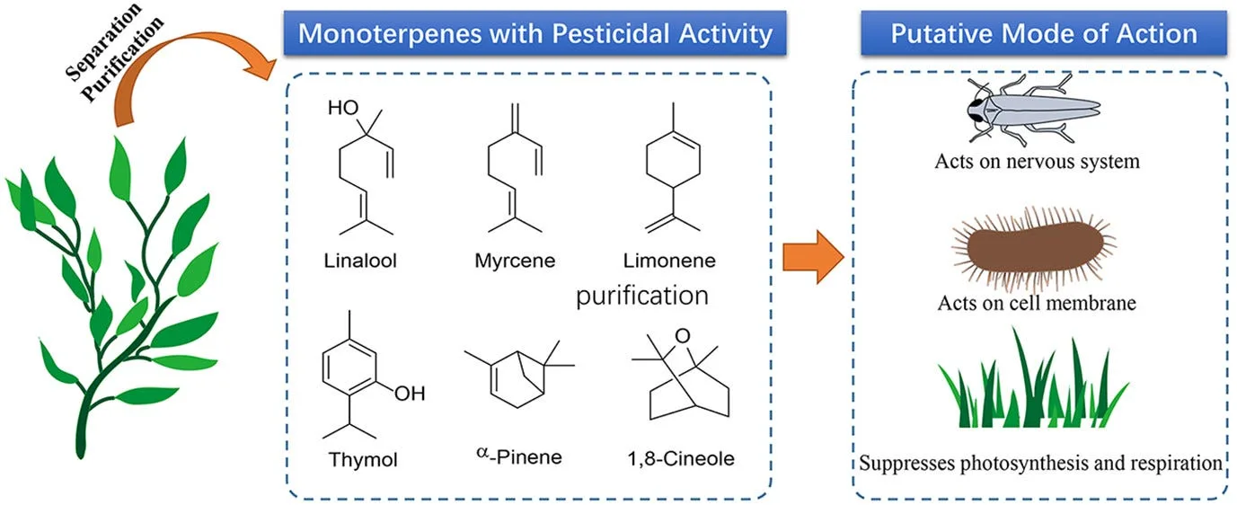 What Can Humans Learn from Plants in Insect Defense Without any Synthetic Pesticides?