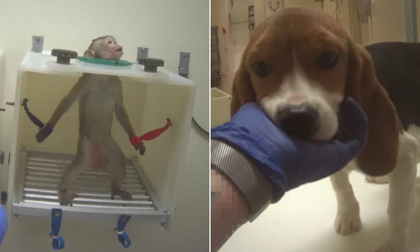 Dog or Monkey Kidneys, Chicken or Human Embryos?