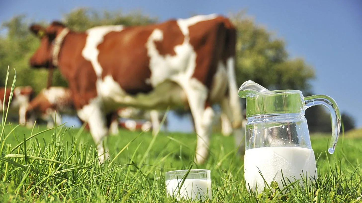 Will Fat-free Milk Fatten Humans like it Fattens Pigs?