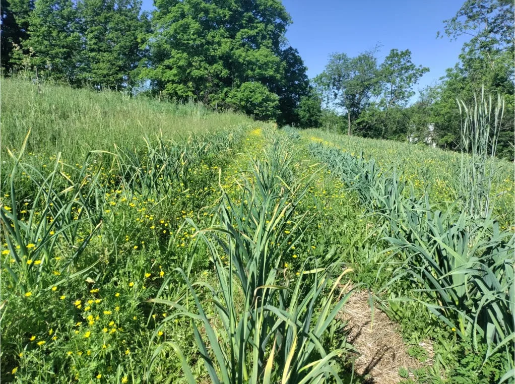 You Can Now Order Chemical-Free, Plastic-Free Garlic with Amazing Health Benefits