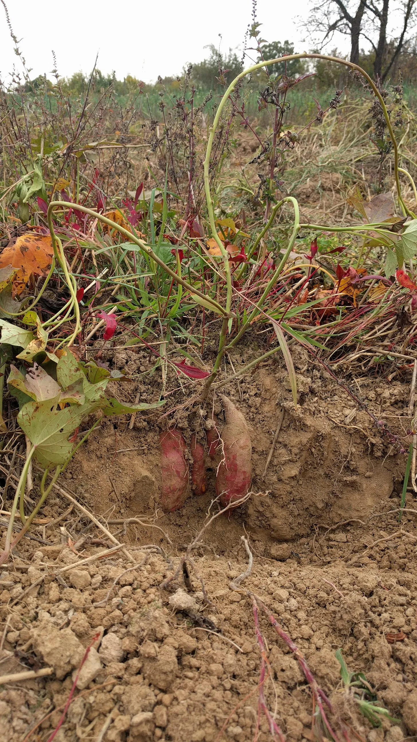 The Amazing Sweet Potatoes! Nutrient-Packed When Grown the Right Way