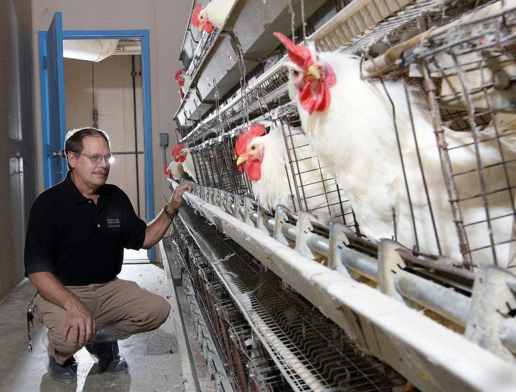What Can We Learn from Muir's Super Chicken Experiment?