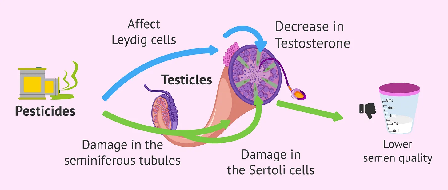 Do Pesticides Impact Fertility, Masculinity and Miscarriages?