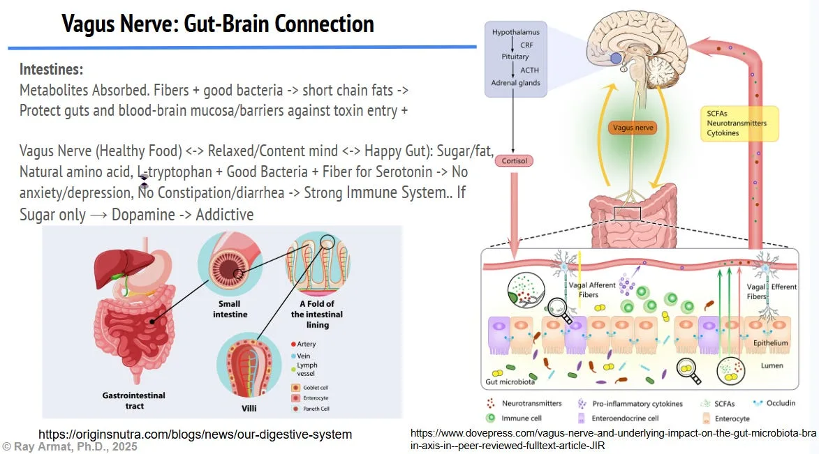 Part II: Root Causes of Mental Illness and Neurodegenerative Diseases, in Simple Terms
