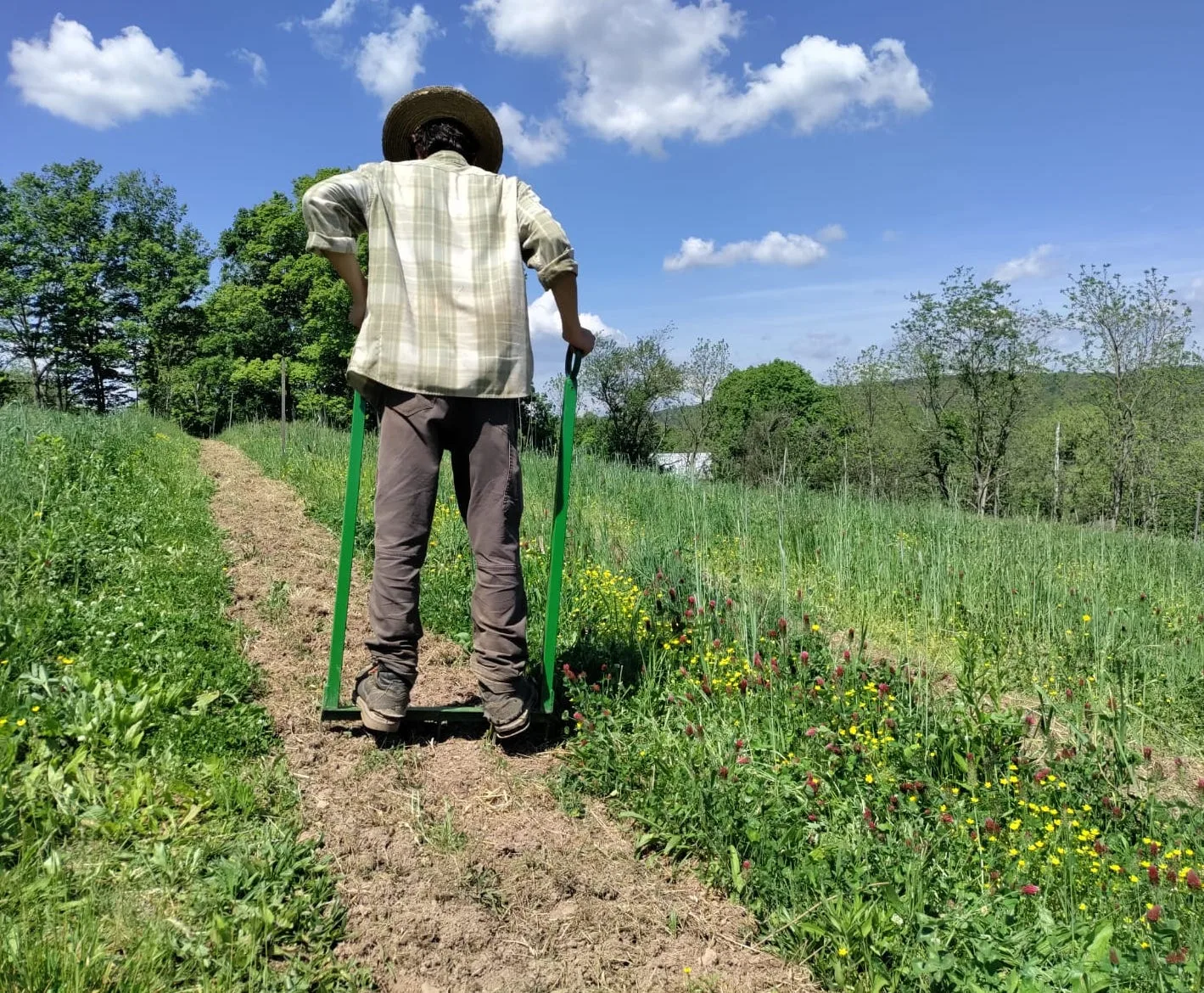 How do We Handle Weeds in Farming without Chemicals, Plastic Films and Plows?