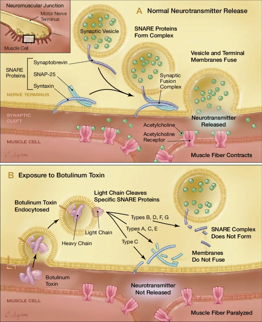 Botox cleaves the SNARE protein complex to prevent its help with the transport and release of acetylcholine into the terminal nerve membrane.
