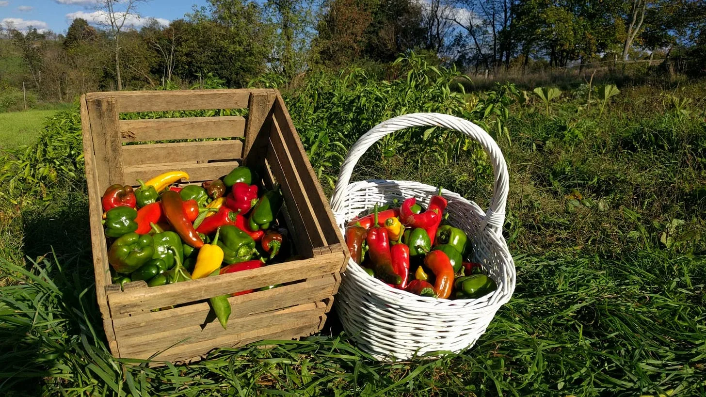 What I learned from My Recent Speech at the Amish Homesteading Event