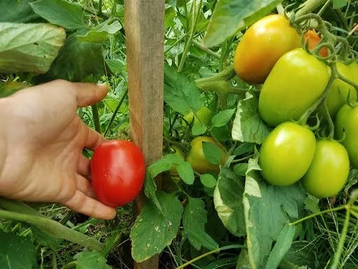 Our vine-ripened tomato harvest (last year) with heavenly taste and aroma not sensed in most conventional supermarket brands