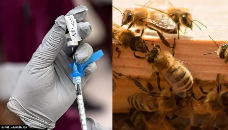 What's the Deal with the New Vaccine for Honeybees?