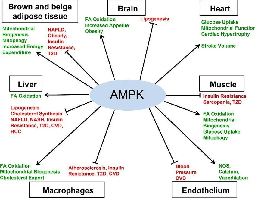Natural Alternatives to Metformin?