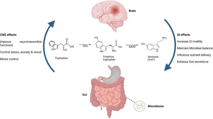 Part II: Root Causes of Mental Illness and Neurodegenerative Diseases, in Simple Terms