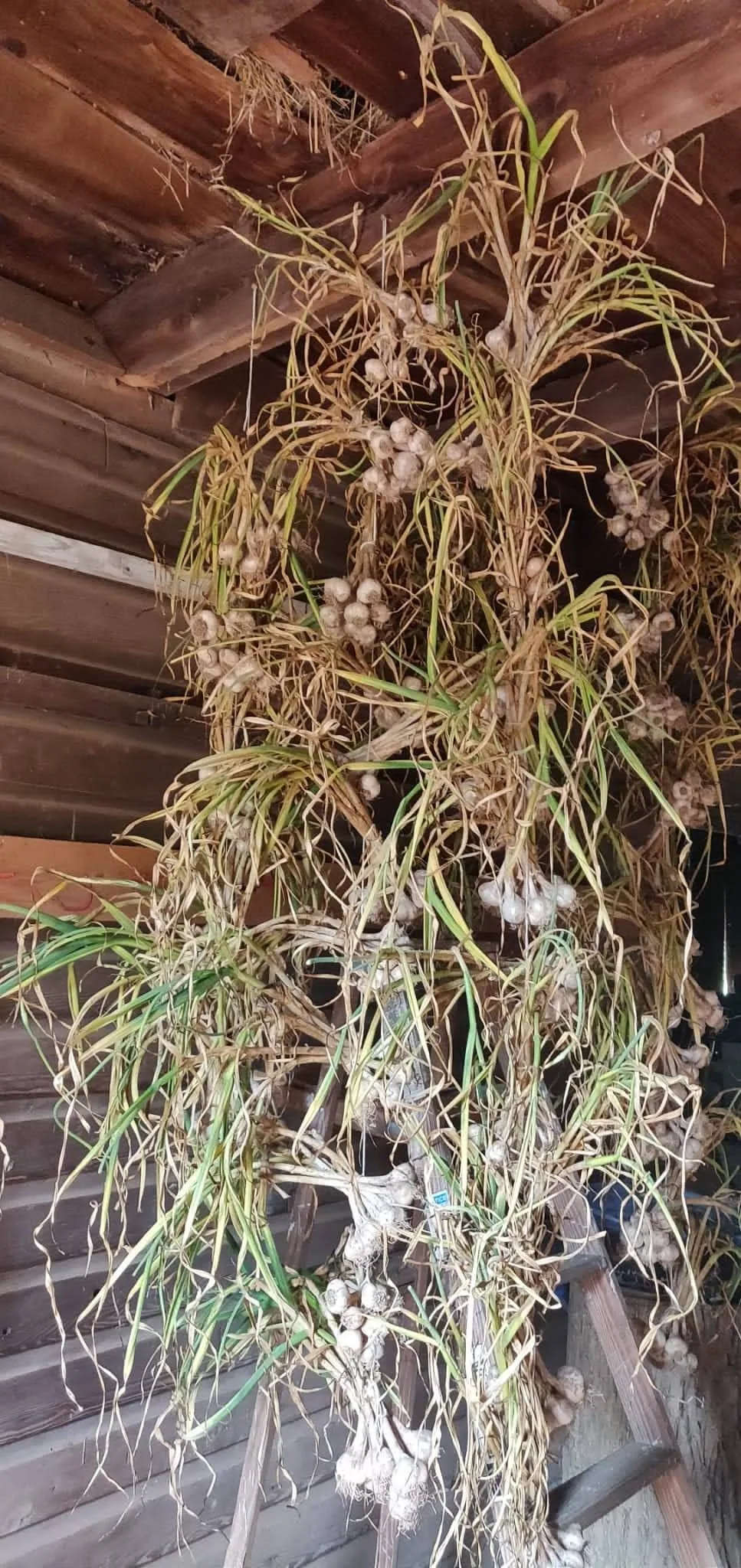 Learn these Facts before Using Garlic as a Magic Food