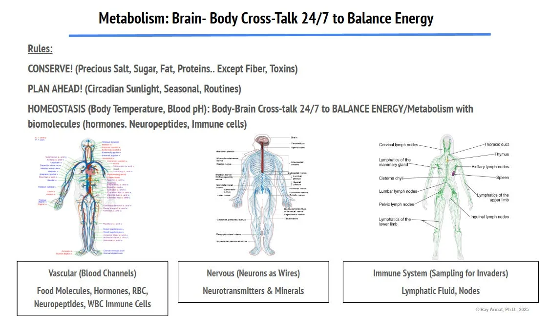 Root Causes of Mental Illness and Neurodegenerative Diseases, in Simple Terms: Part I