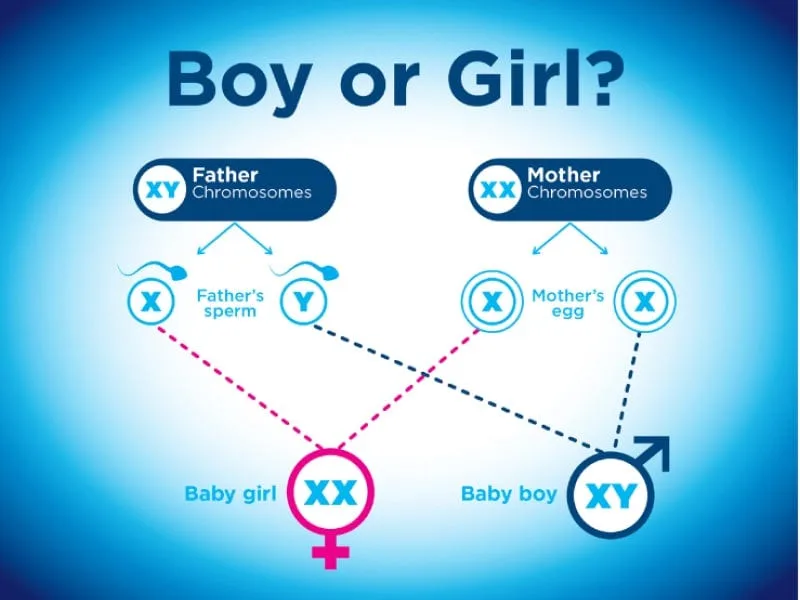 Myth or Fact: Factors that can Control If Your Baby will be a Boy or a Girl