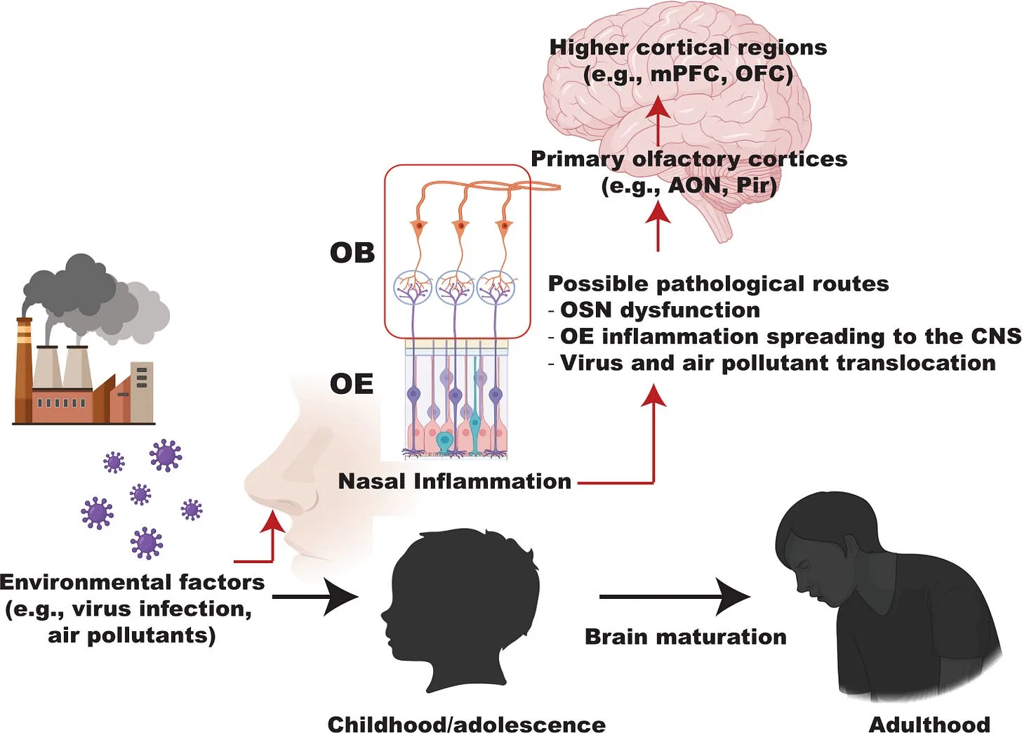 Why are Humans Losing Their Sense of Smell?
