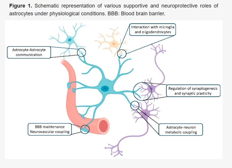 Root Causes of Mental Illness and Neurodegenerative Diseases, in Simple Terms: Part I