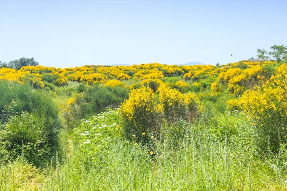 The Story of a Weed that Could Make Californians Rich!