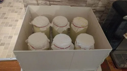 Which Fermented Food Bacteria can Mitigate Viral Infections?