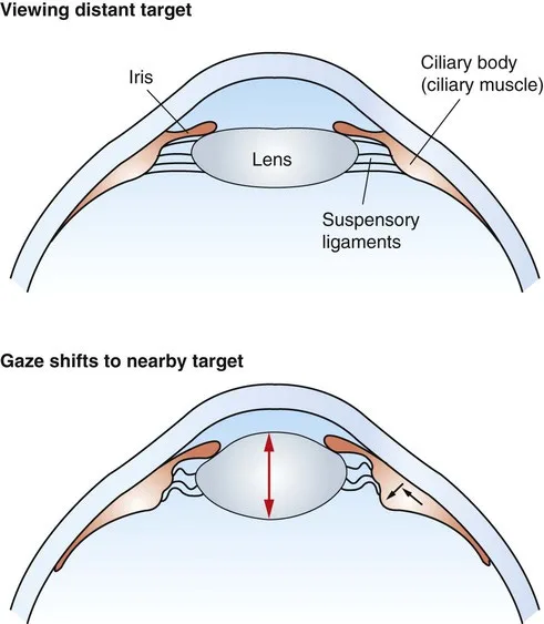 Natural Ways to Regain Eyesight and Eye Health