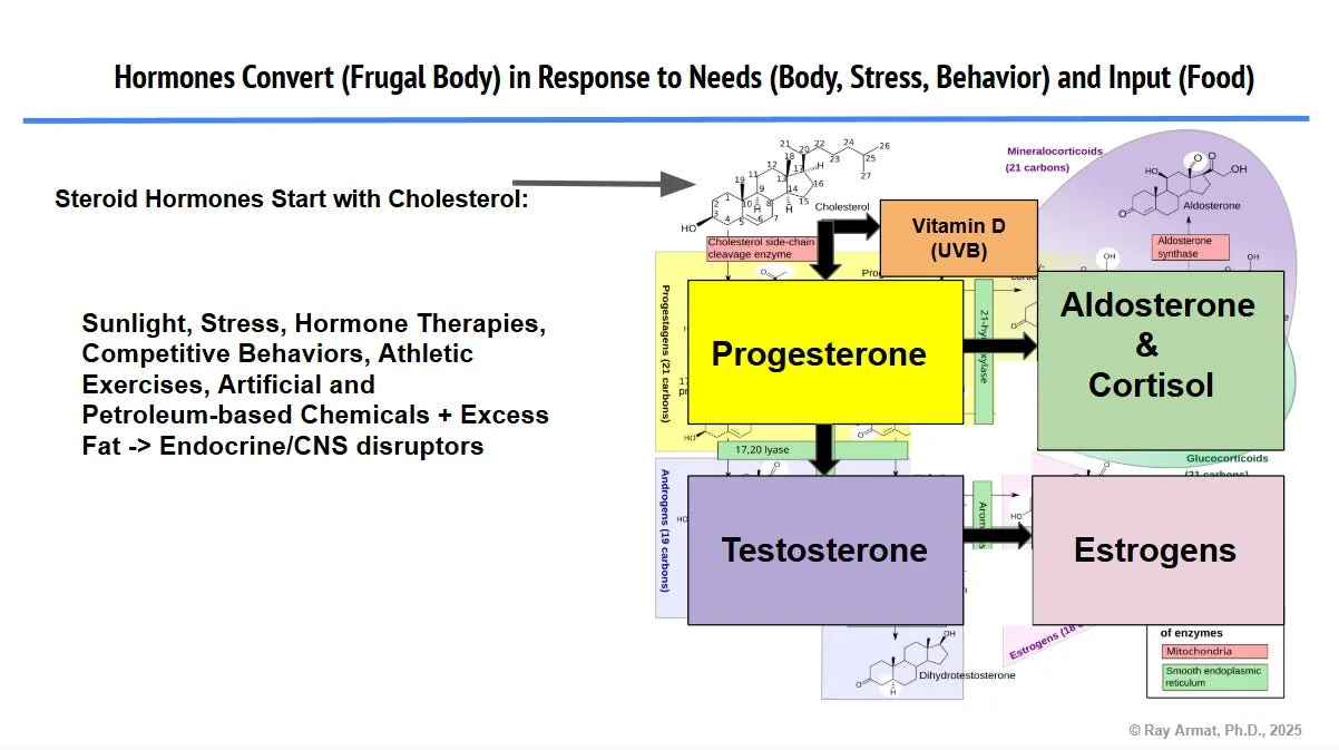 The Puzzle of Testosterone, Estrogens and Steroid Hormones Controlling Our Weight, Hair, Fertility and Health