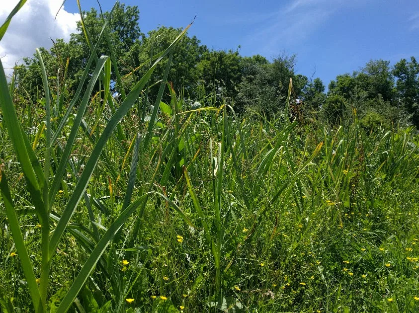 Methods Farmers use to Avoid Spraying with Harmful Pesticides