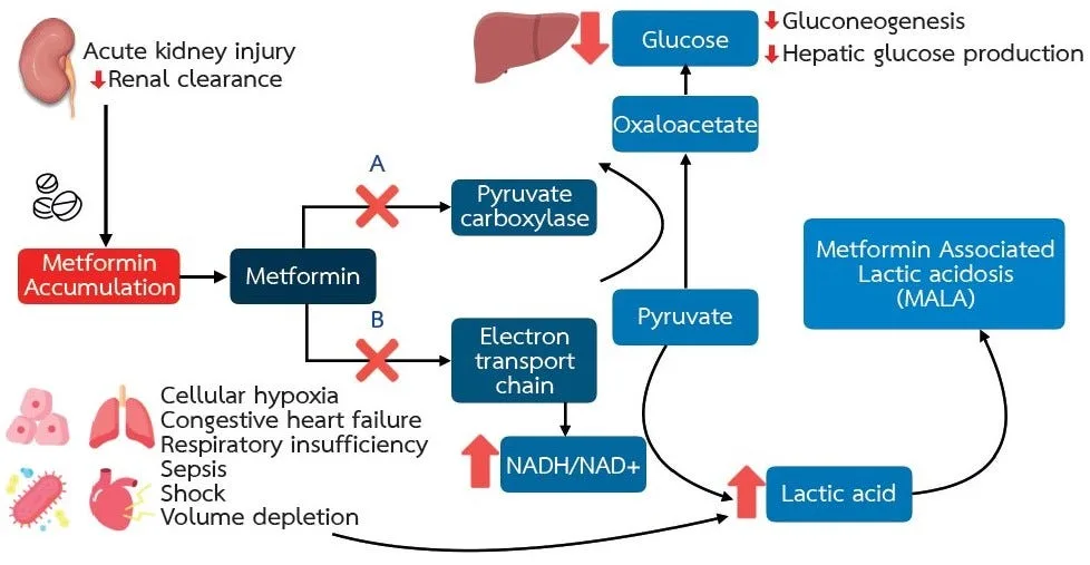 The Serious Risks Associated with Metformin and Ozempic