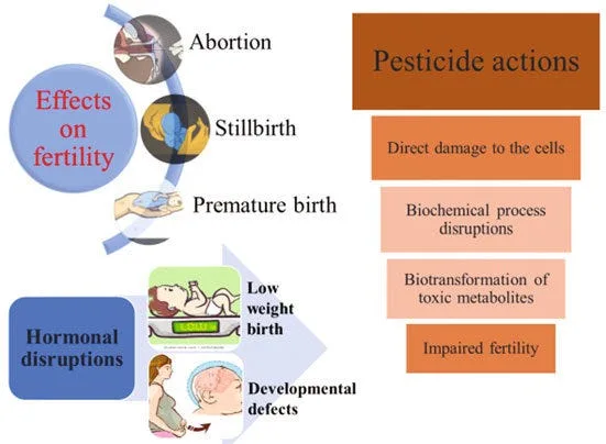 Do Pesticides Impact Fertility, Masculinity and Miscarriages?