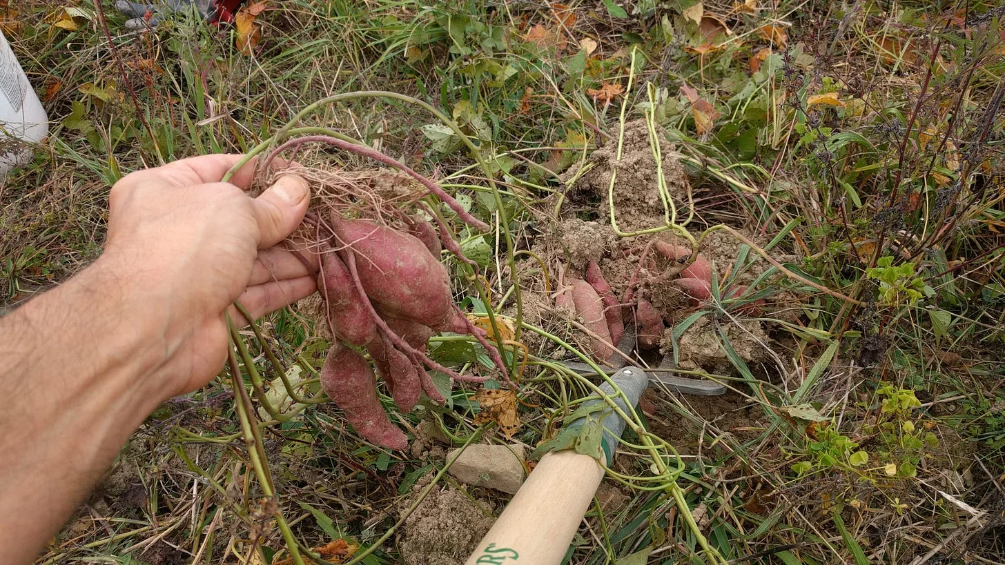 The Amazing Sweet Potatoes! Nutrient-Packed When Grown the Right Way