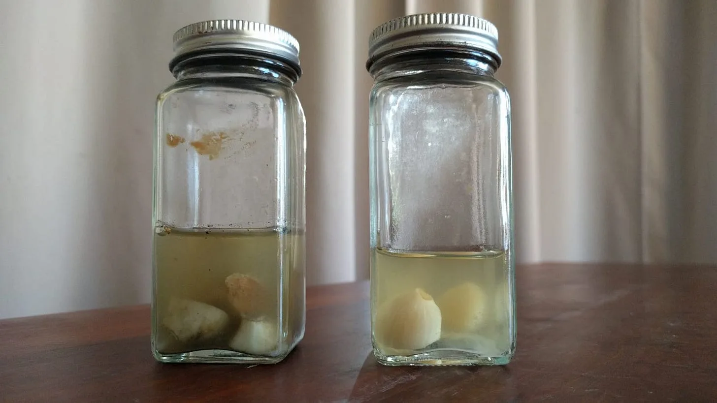 Left: Sprayed and fumigated garlic in vinegar with dark green leaching chemicals and mold in the bottle. Right: Chemical-free garlic in vinegar