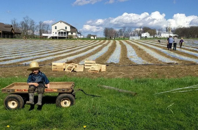 Methods Farmers use to Avoid Spraying with Harmful Pesticides