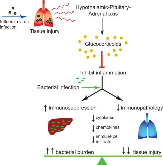 These Factors Aggravate Disease with Coronavirus (Cold) and Flu Viruses: 35 Years of Research