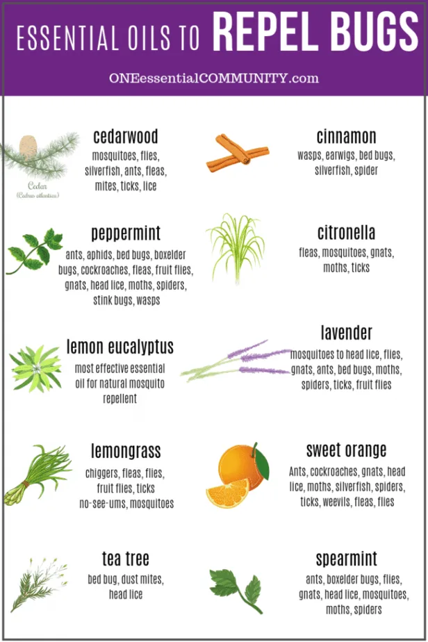 What Can Humans Learn from Plants in Insect Defense Without any Synthetic Pesticides?