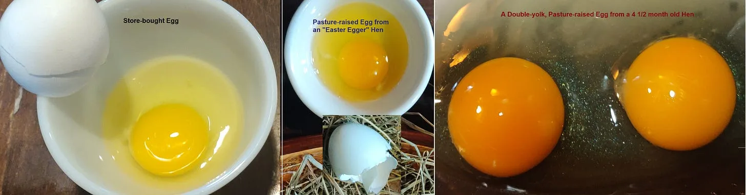 Video: The Easy Way to Test Eggs for Spoilage