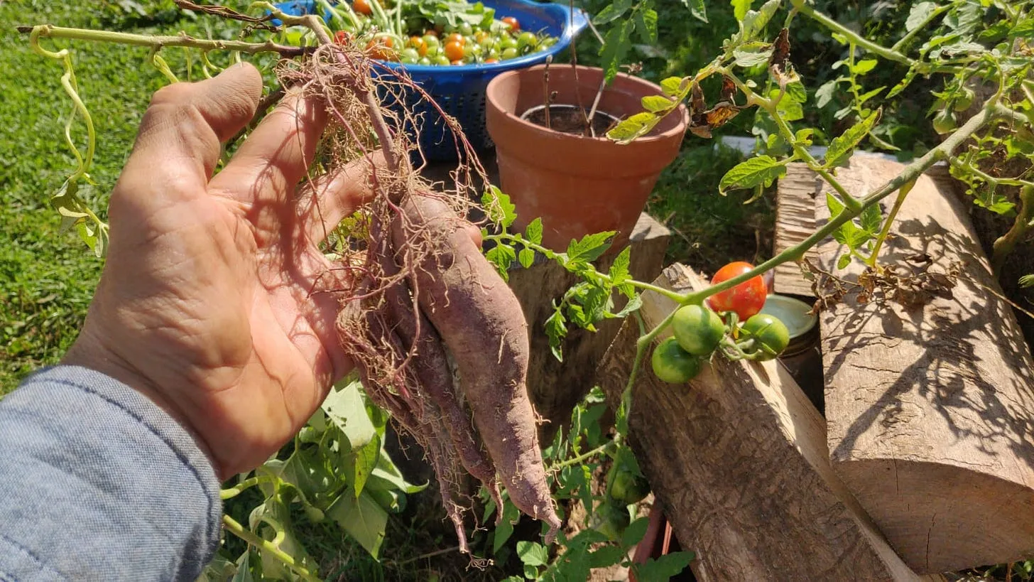 The Amazing Sweet Potatoes! Nutrient-Packed When Grown the Right Way