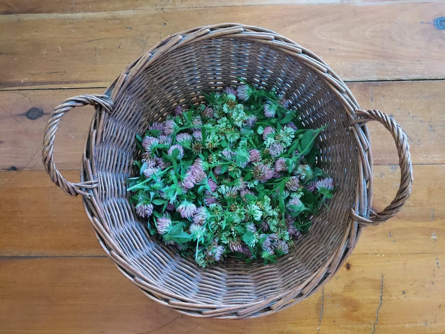 The Wisdom of Foraging for Wild or Non-Sprayed Clover