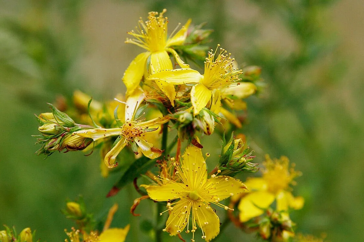 The Story of a Weed that Could Make Californians Rich!