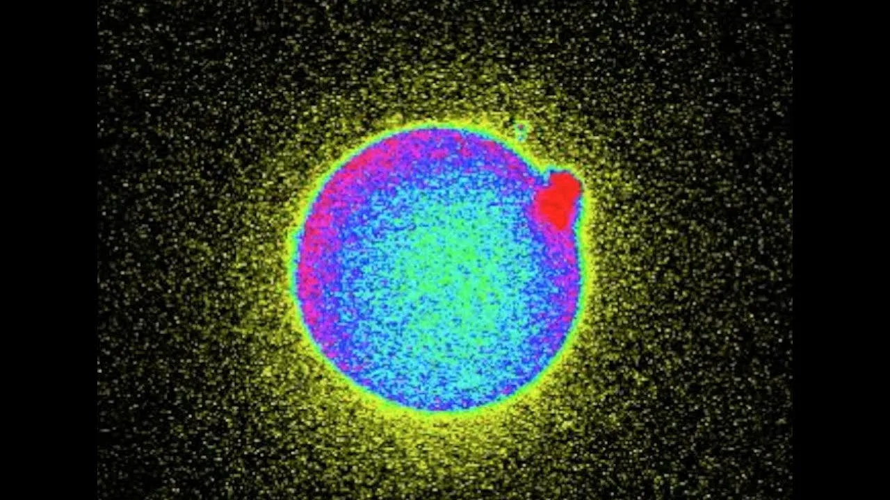 Life Starts with A Flash of Light: Video of a Fertilized Human Egg