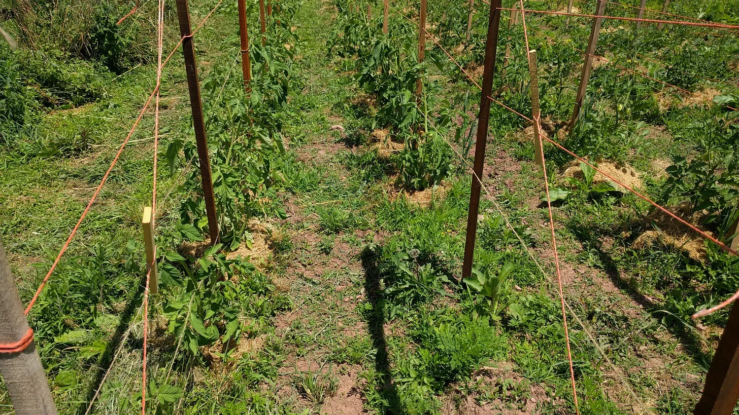 You can see the small heaps of hay mulch at the bottom of tomato plant stems.