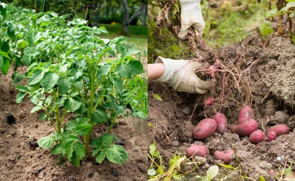 This Low-Cost Crop is a Well-Kept Health Food Secret which Helped Civilizations Grow in Europe and America