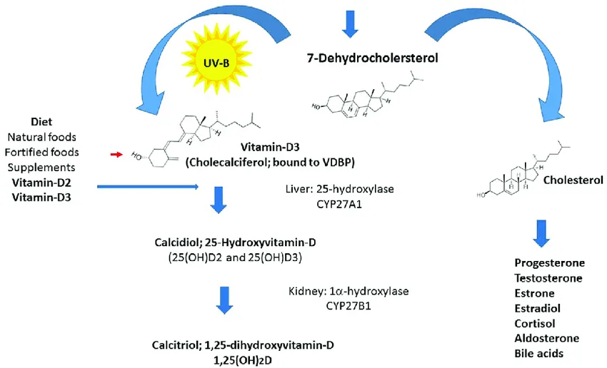 Vitamin D: Mouse/Pet Killer or COVID-Fighter?