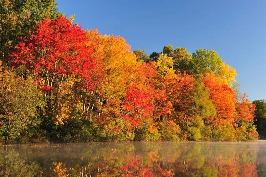 A Guide to Making Your Own Tasty Natural Nutritious Maple Syrup